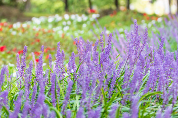 Summer scenery of the forest park outside the castle in Seongju-gun, Gyeongsangbuk-do, Korea, where purple broadleaf liriope flowers bloom.