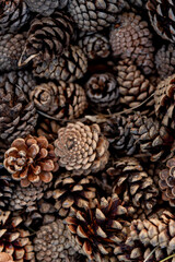 Dark Wood pine cone Texture Processed Lumber Pattern Background Design