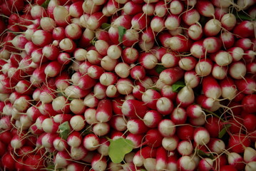 Close-up of freshly harvested red and white radishes with roots, piled in abundance at a farmers market – a vibrant display of organic, healthy produce. Background