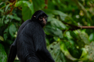 Peruvian Spider Monkey (Ateles chamek), An endangered primate of the Peruvian Amazon, vital for seed dispersal and forest health. Threatened by deforestation and hunting
