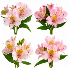 Obraz premium Four Hand-Tied Pink Alstroemeria Bouquets with Varying Arrangements, Transparent Background