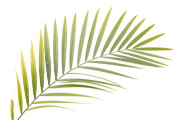Single green palm leaf with yellowing tips isolated on transparent background