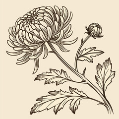 Vintage Chrysanthemum Engraving. Hand-drawn Japanese Botanical Flower Vector