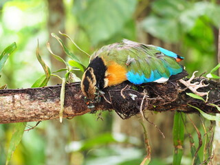 Pitta moluccensis bird with beautiful wings died on a branch and flies buzzing around it....