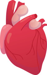Heart Human Organs Illustration