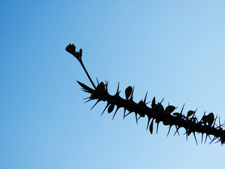A thorny stem reaches skyward sharp, resilient, and crowned with the promise of bloom. Beauty, even...