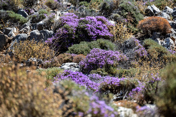 picturesque purple flowers in the mountains on the island of Crete