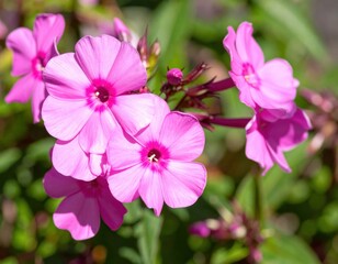 Fototapeta premium Close-up of vibrant pink flowers in full bloom with green leaves
