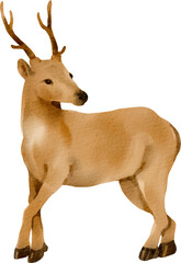 watercolor deer