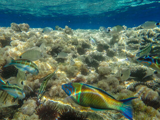 School of fish underwater, Underwater marine life wide angle view, Mediterranean sea, Under water photo in crystal clear  sea water for background, Ornate wrasse (Thalassoma pavo) undersea, Fishs.