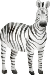 watercolor zebra