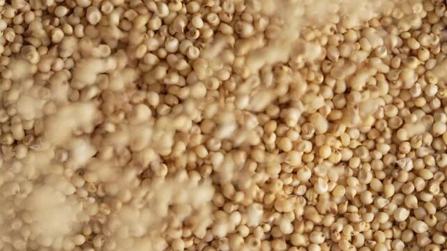 Macro video of jowar or great millets. Close up video of sorghum on rotating disk.
