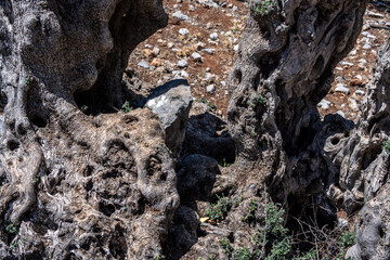 old olive trees in a valley on the island of Crete