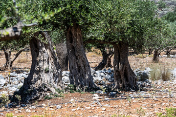 old olive trees in a valley on the island of Crete