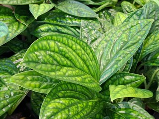 The deeply textured, fenestrated leaves of a Monstera Peru create a captivating pattern of lush green