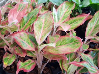 The vibrant pink and green variegation of an Aglaonema plant brings a colorful touch to indoor spaces