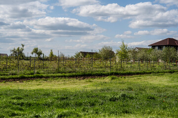 landscape with green grass on a summer day against a blue sky