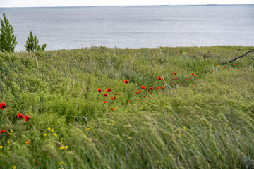 landscape with green grass on a summer day against a blue sky