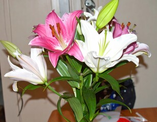 Naklejka premium Bouquet of pink, white lilies with green foliage, indoor shot