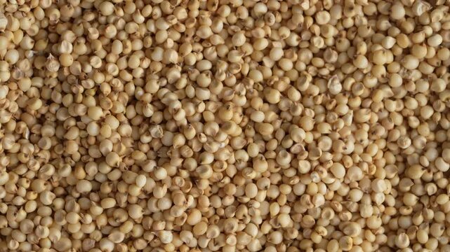 Macro video of jowar or great millets. Close up video of sorghum on rotating disk.