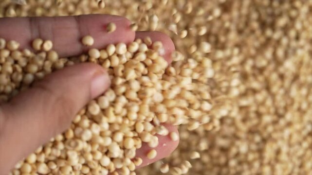 Macro video of jowar or great millets. Close up video of sorghum on rotating disk.