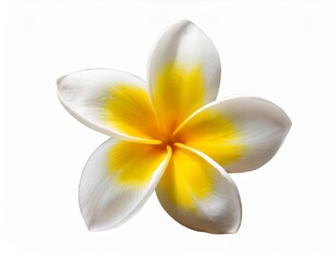 beautiful yellow and white plumeria flower isolated on a white background ai generated