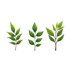 Obraz premium Three green leafy branches with detailed veins isolated on transparent background