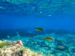 School of fish underwater, Underwater marine life wide angle view, Mediterranean sea, Under water photo in crystal clear  sea water for background, Ornate wrasse (Thalassoma pavo) undersea, Fishs.