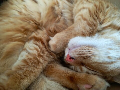 ginger cat sleeping