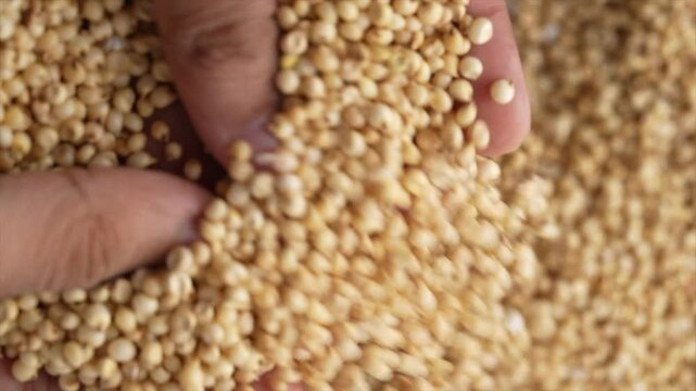 Macro video of jowar or great millets. Close up video of sorghum on rotating disk.