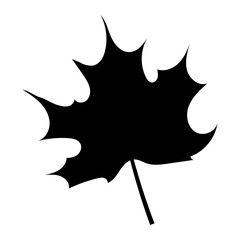 Silhouette of one leaf on a white background. Black maple. Vector.