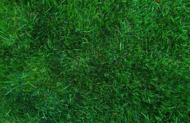 Green Grass Background