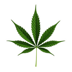 Detailed green cannabis leaf with serrated edges isolated on transparent background