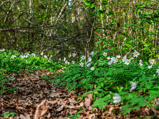 Obraz premium wood anemones in the forest