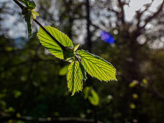 green leaves on a branch