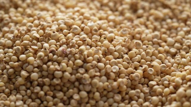 Macro video of jowar or great millets. Close up video of sorghum on rotating disk.