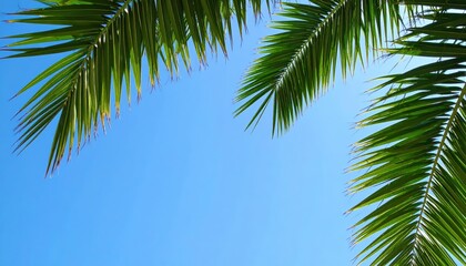 Naklejka premium Green palm fronds against a bright blue sky