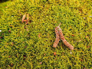 green moss on the ground