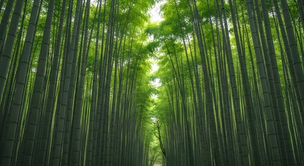 Serene Bamboo Forest Path Verdant Canopy and Tranquil Atmosphere in Arashiyama Kyoto.