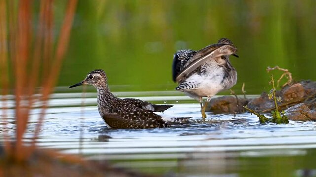 Wood sandpipers having bath