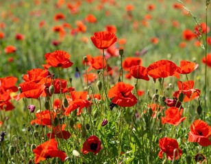 Obraz premium Field of vibrant red wildflowers blossoms in a sunny meadow