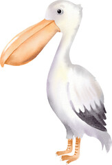 watercolor pelican bird