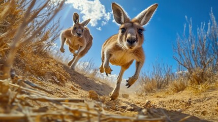 Two kangaroos bounding across a sun-drenched Australian landscape.  Close-up view captures their agility and speed as they leap through the dry terrain. Vivid sunlight illuminates the scene