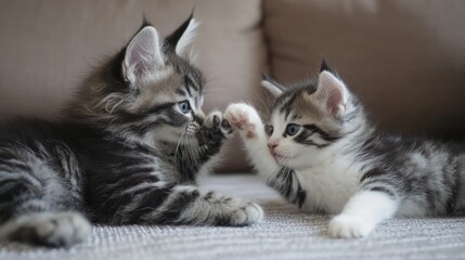 Two playful kittens interacting on a couch.  Close-up view of their adorable faces and paws