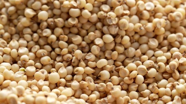 Macro video of jowar or great millets. Close up video of sorghum on rotating disk.