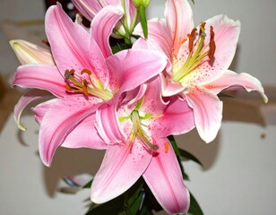Naklejka premium Close-up view of vibrant pink lilies with yellow accents