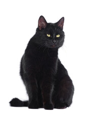 Obraz premium Black cat with green eyes isolated on white background