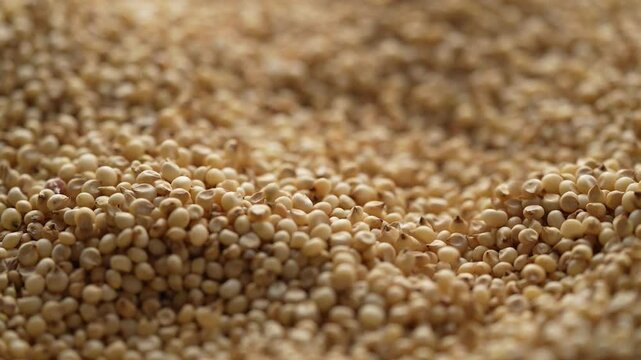 Macro video of jowar or great millets. Close up video of sorghum on rotating disk.