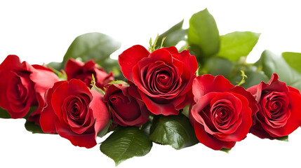 Obraz premium A beautiful bouquet of red roses with green leaves isolated on white background