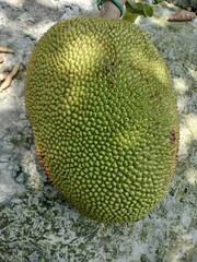 green papaya fruit